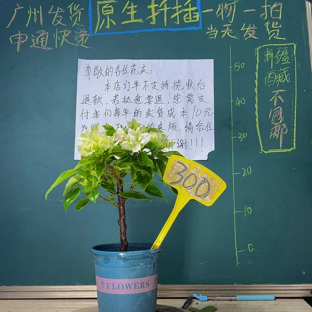 当前无花栽培后可以开花白狐狸 300