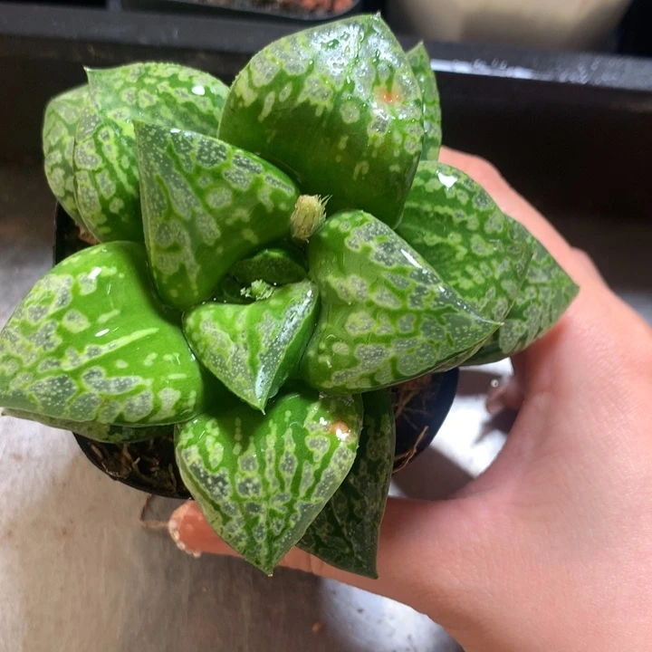 假面舞会一物一拍