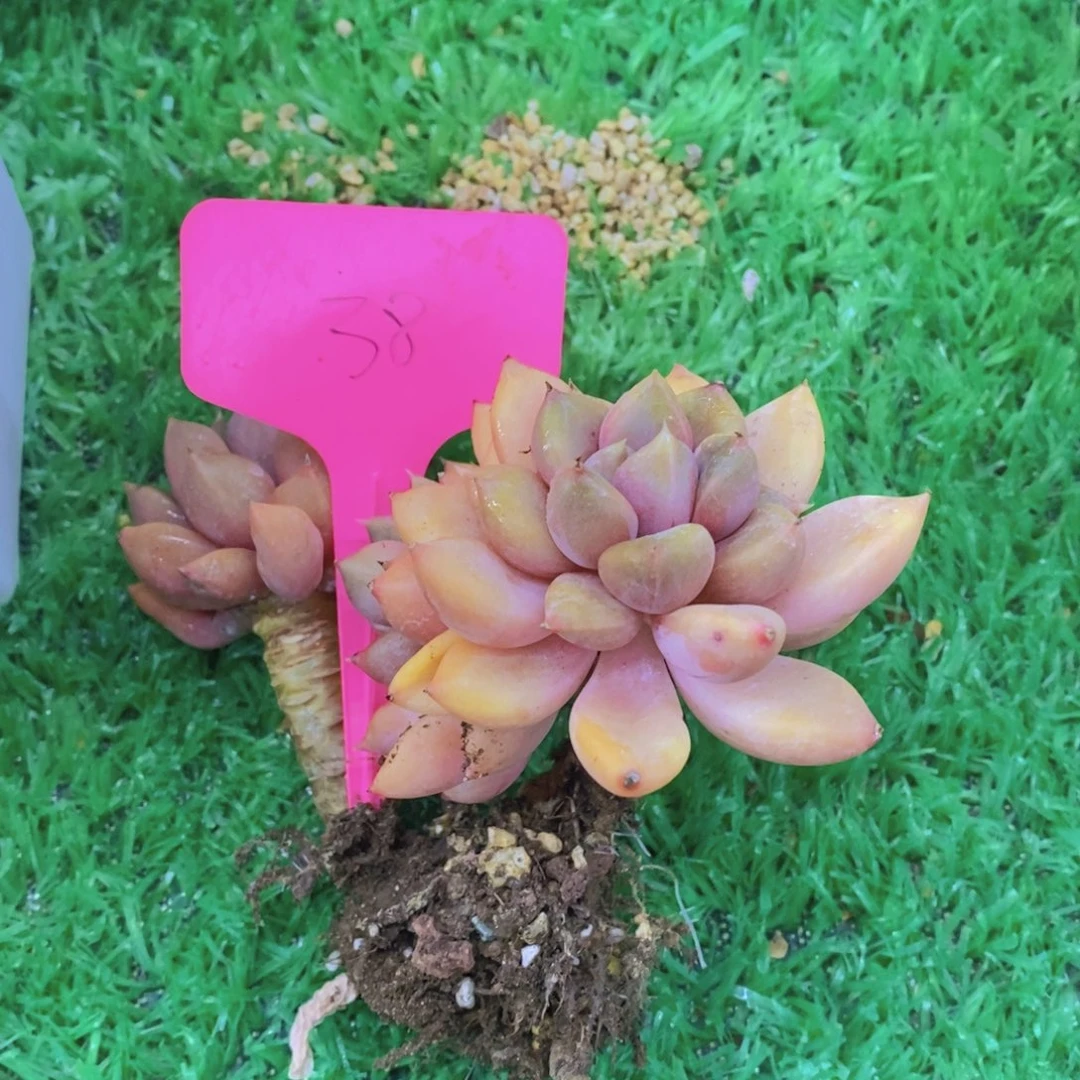 夏**海开心多肉植物多肉