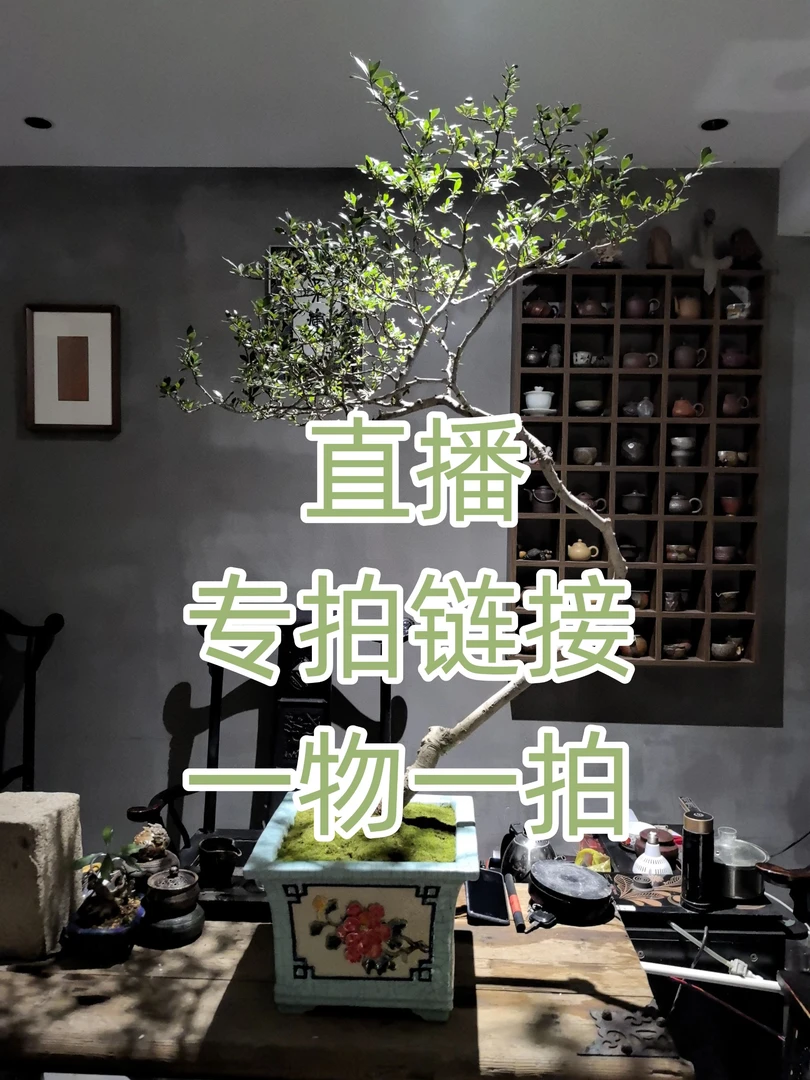 海岛熟桩高端石枫春花栀子花盆景一物一拍专属链接海岛春花