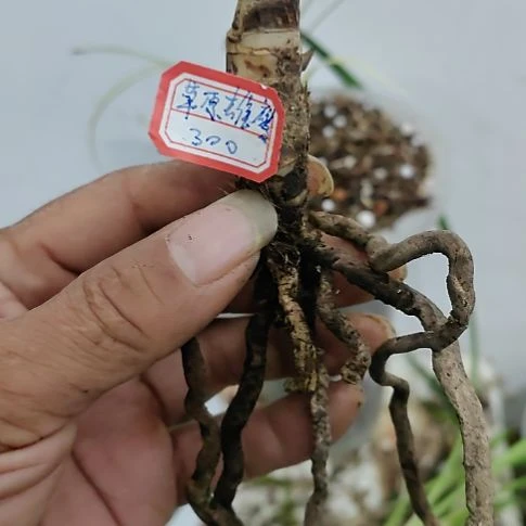 无花朵秋芝老头艺草老头