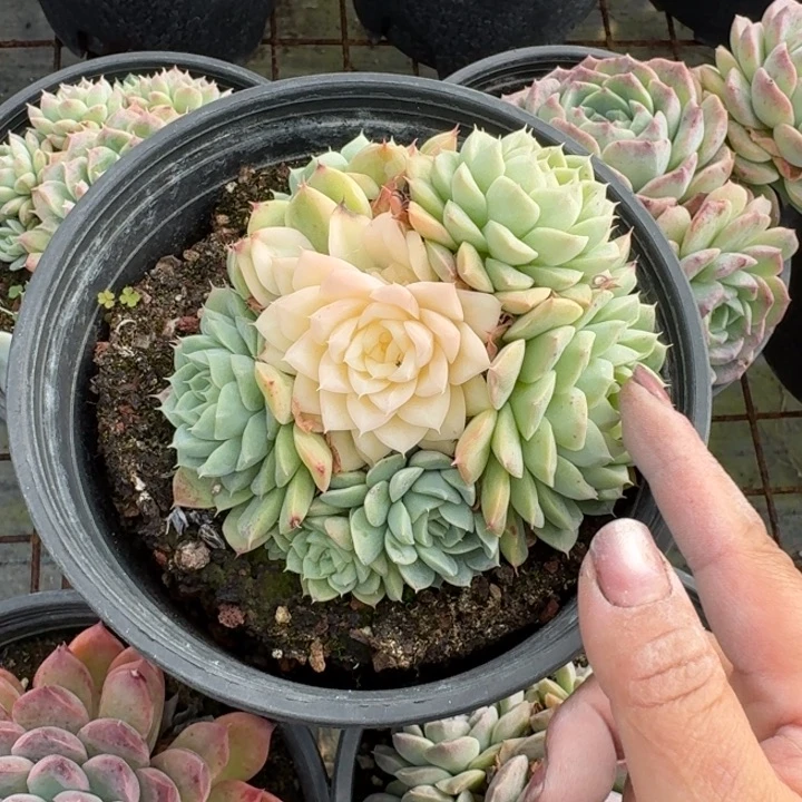 不知名多肉植物绿植