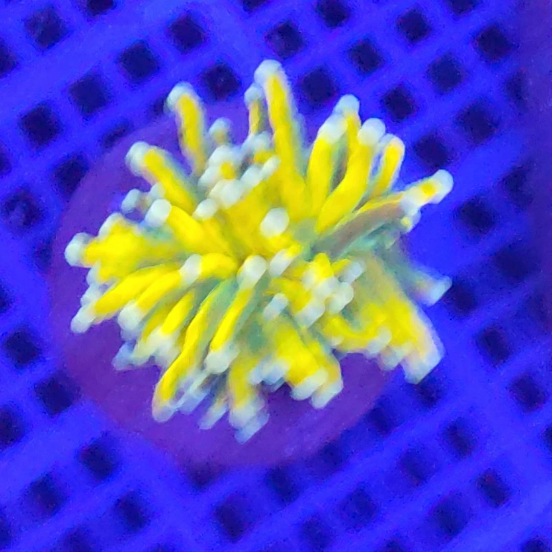 智海海洋珊瑚 不支持退货不包邮