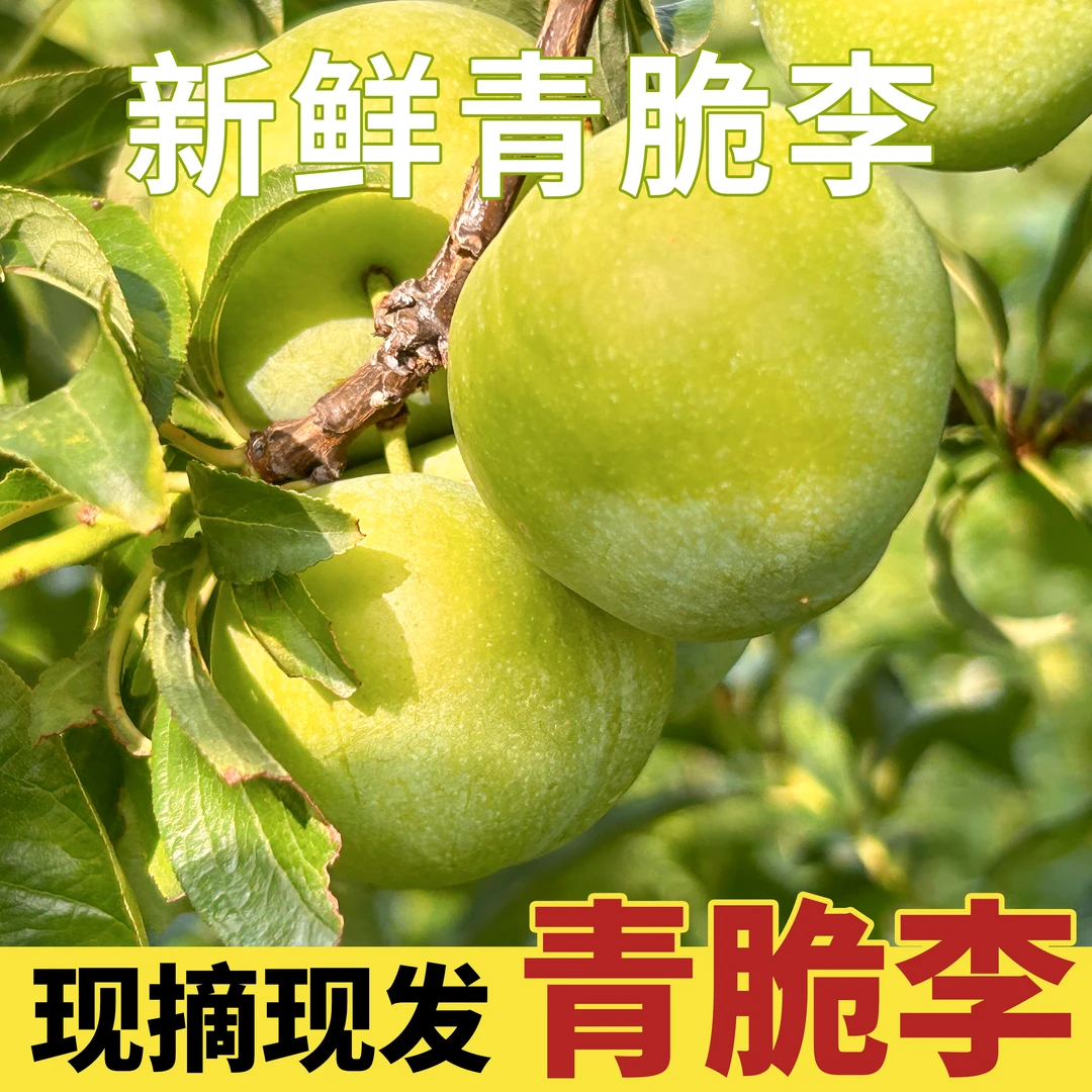 酸甜农家四月李贵州六马青脆李子新鲜水果脆甜酸甜脆大份量精选