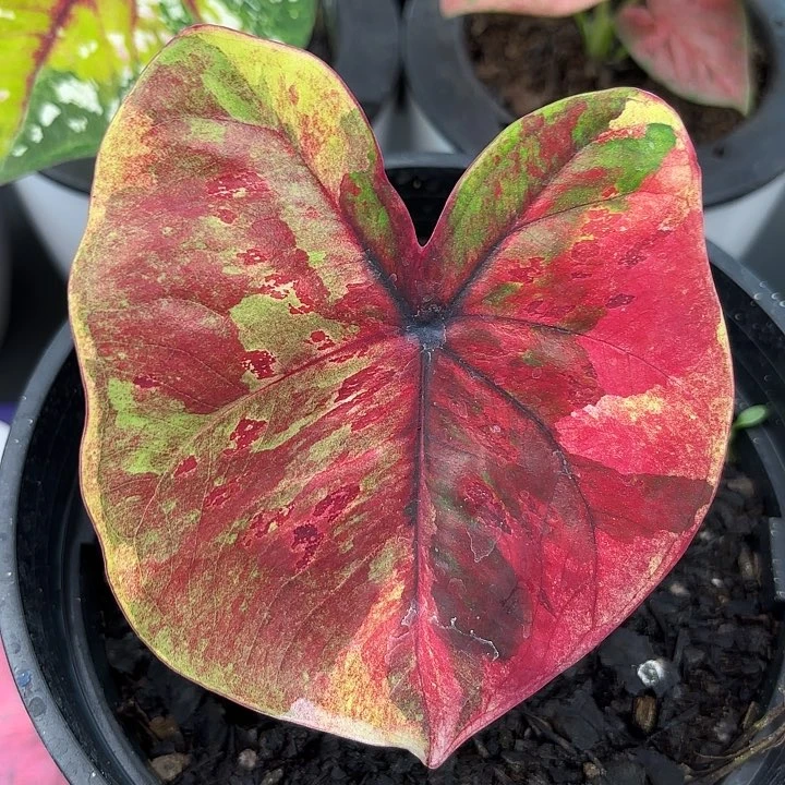 626-0619变异魔广东现货