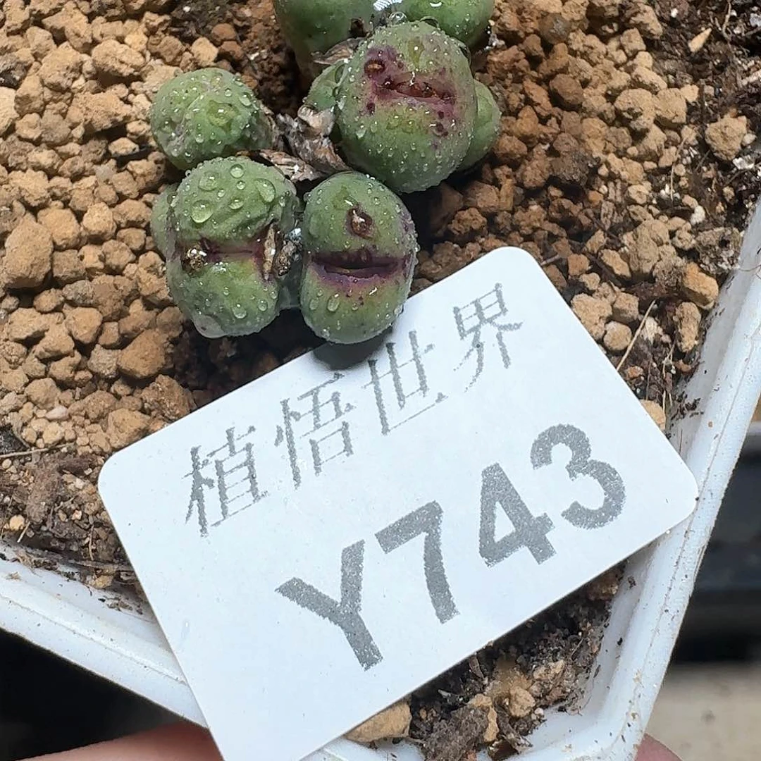 743）个多肉植物哇f g