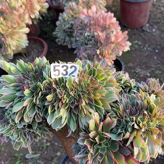 十***画多肉植物一个女神532