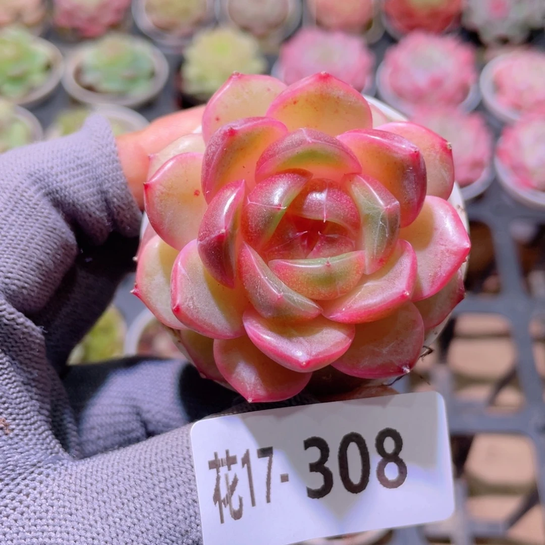 花利美17-308福利珍妮