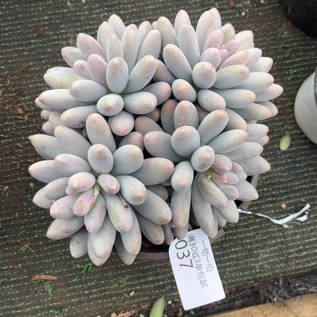 两***呀037汤圆多肉植物……