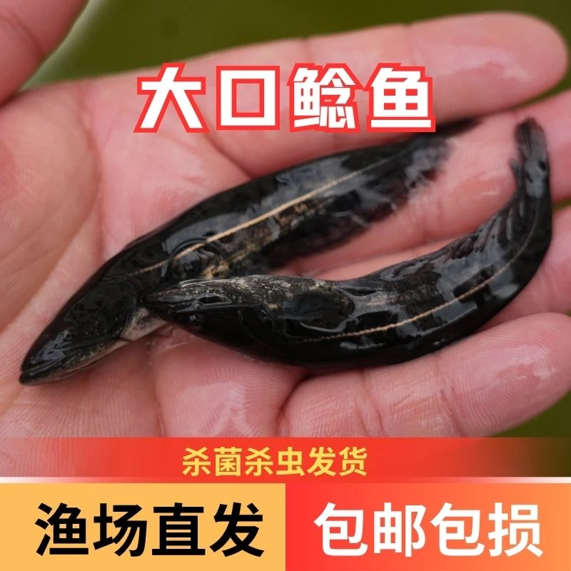 【活体】优质南方大口鲶二须鲶鱼观赏鱼淡水鱼渔场直发