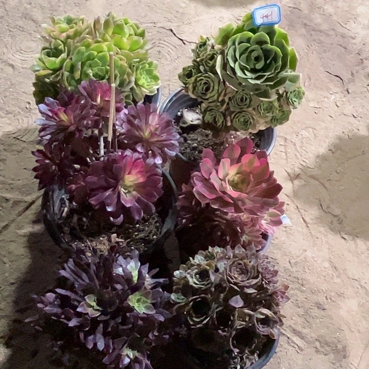 441多肉植物组合瑕疵特价，