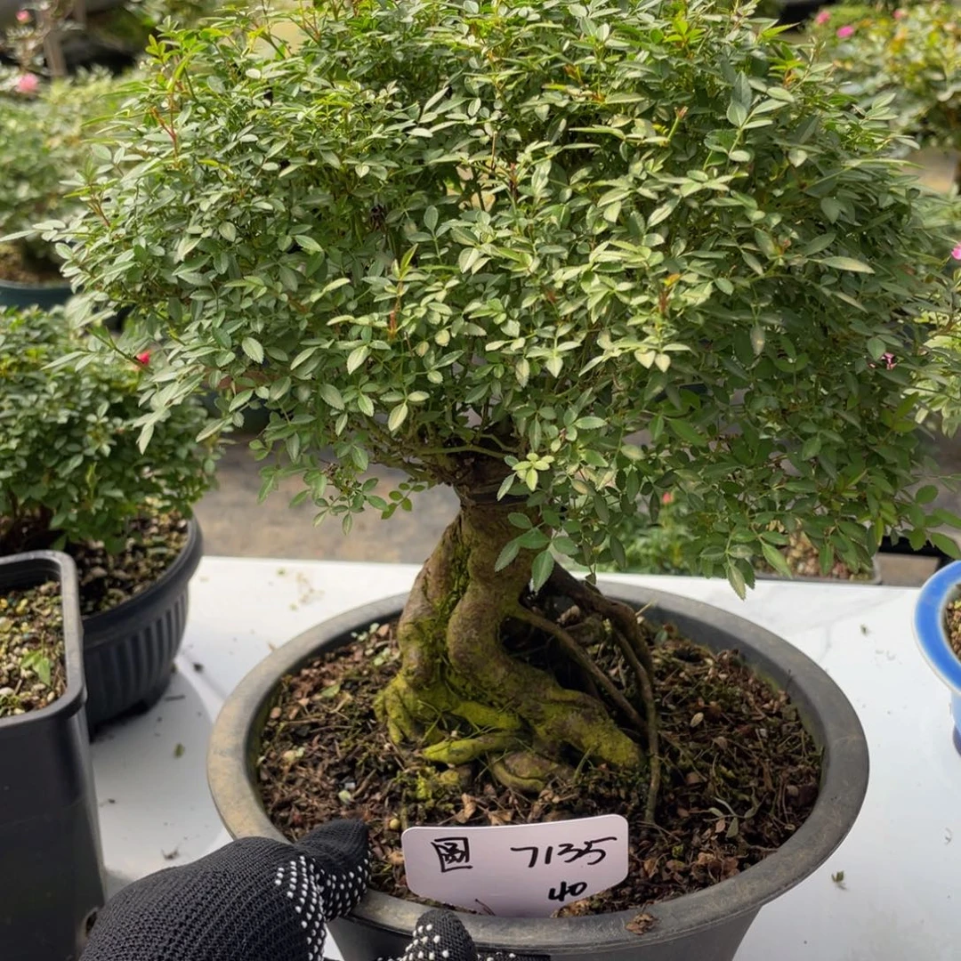 圆***圆完全开放大提根姬乙女