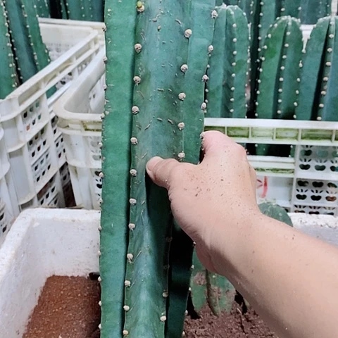 55公分左右脱土发货量天尺