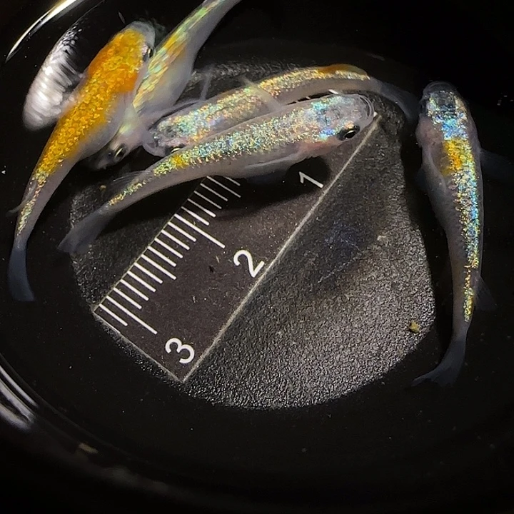 青鳉鱼一物一拍029