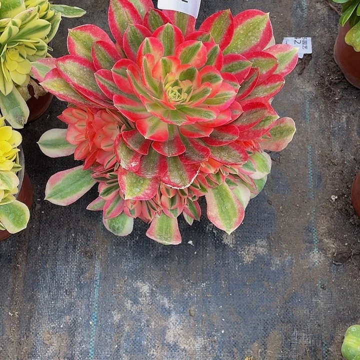 272多肉植物的生长