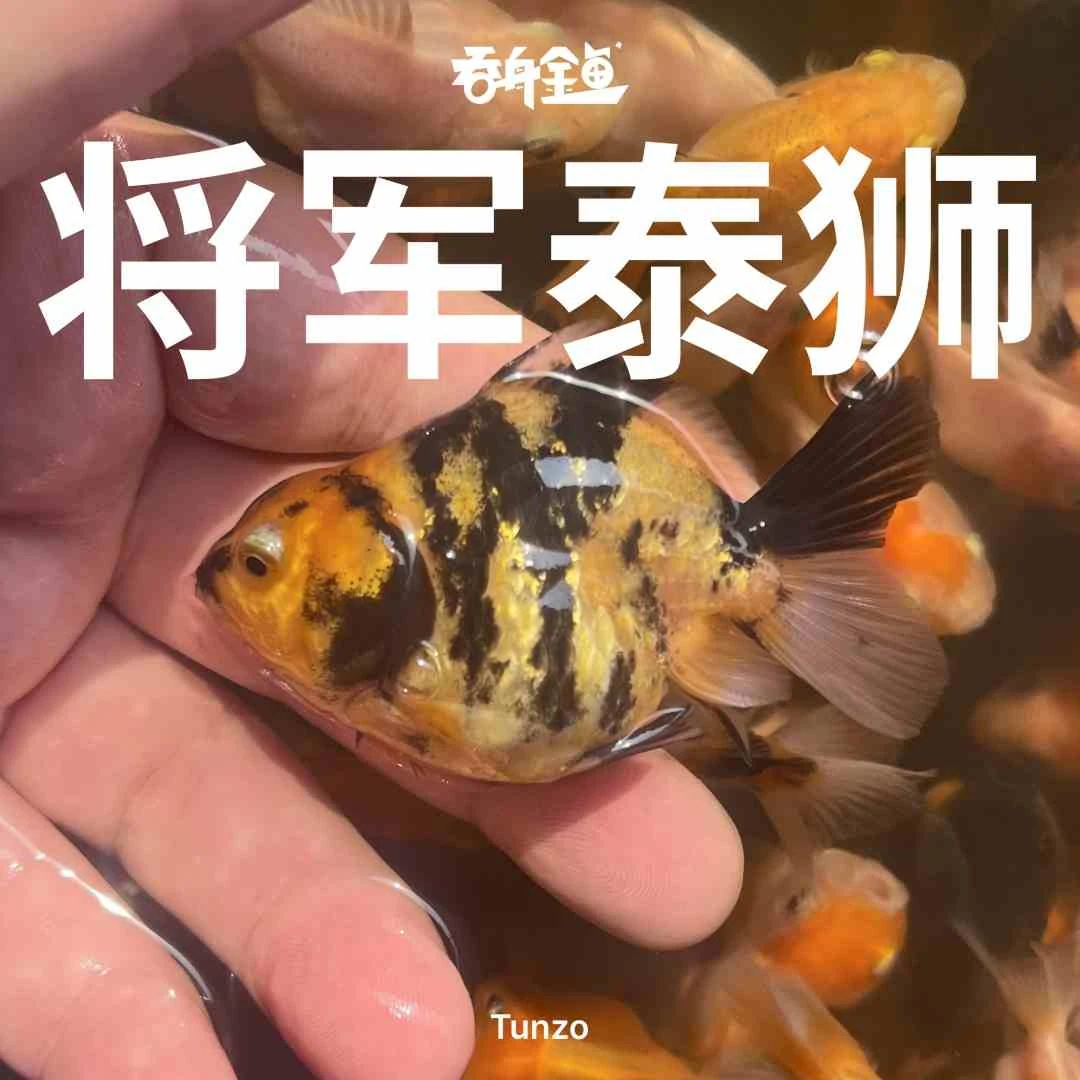 【粉丝团专享】吞舟短尾将军泰狮胖苗子红虎黑金虎