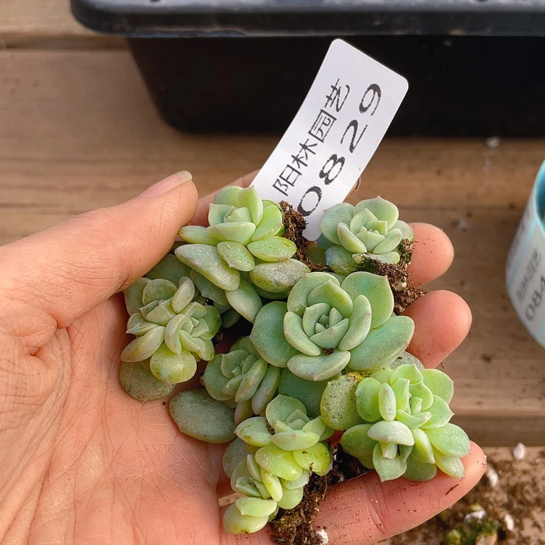 多肉植物多肉植物829