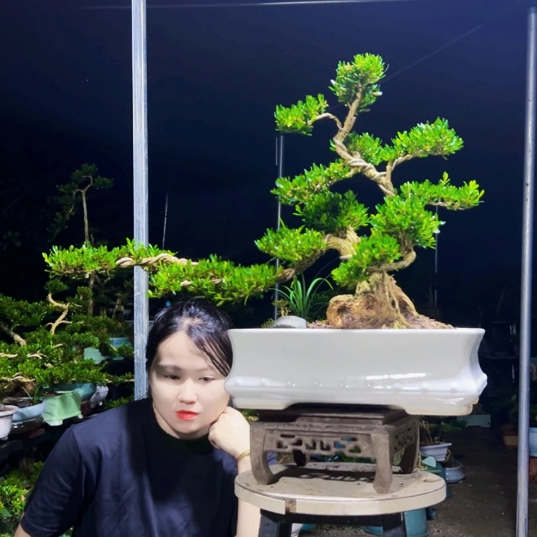 风***起无花朵黄杨木