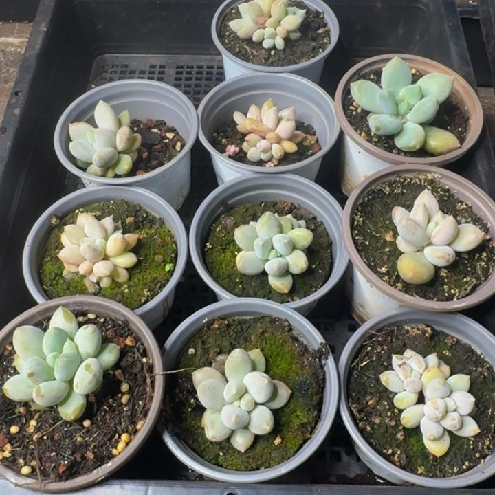 2595多肉植物一物一拍