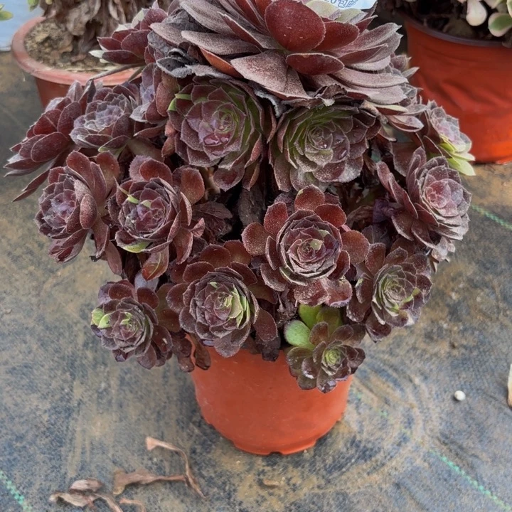 瑞妈多肉园艺974黑美人