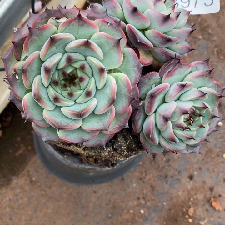 夏****8973叶伤不售后～11厘米