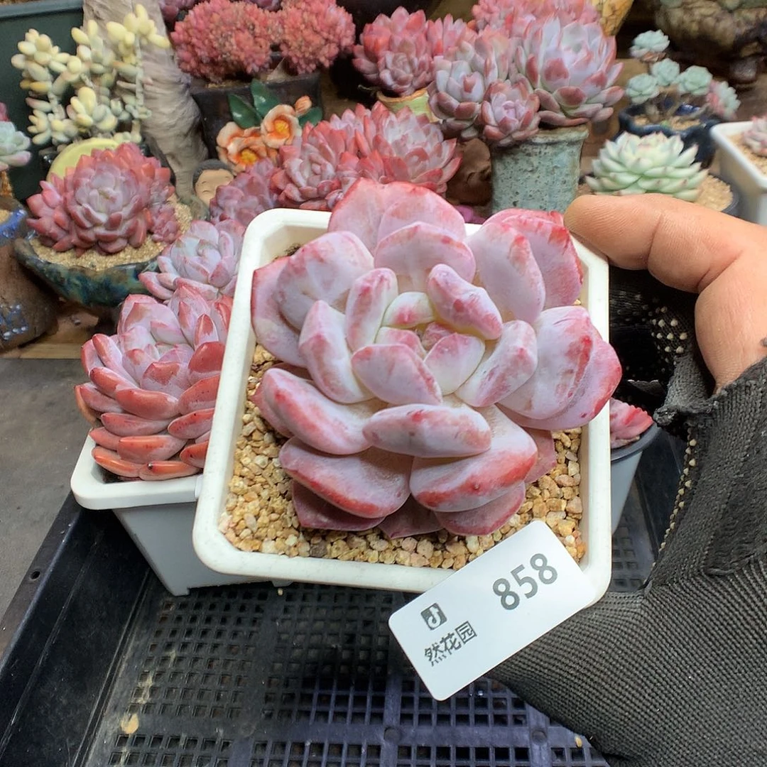 585梦露石化多肉植物6666
