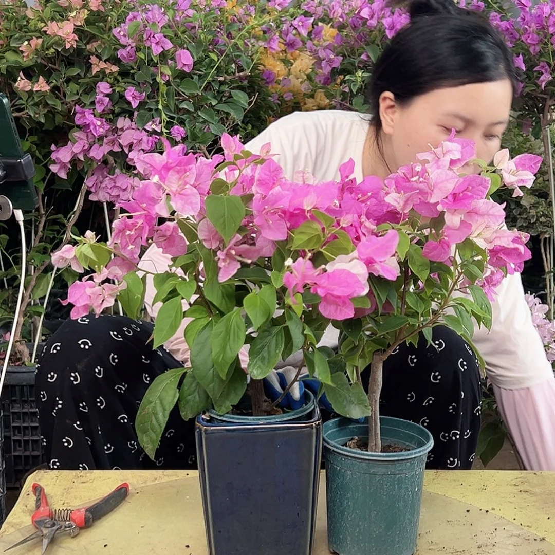 大部分花苞少量开放漳红樱掌中宝一棵
