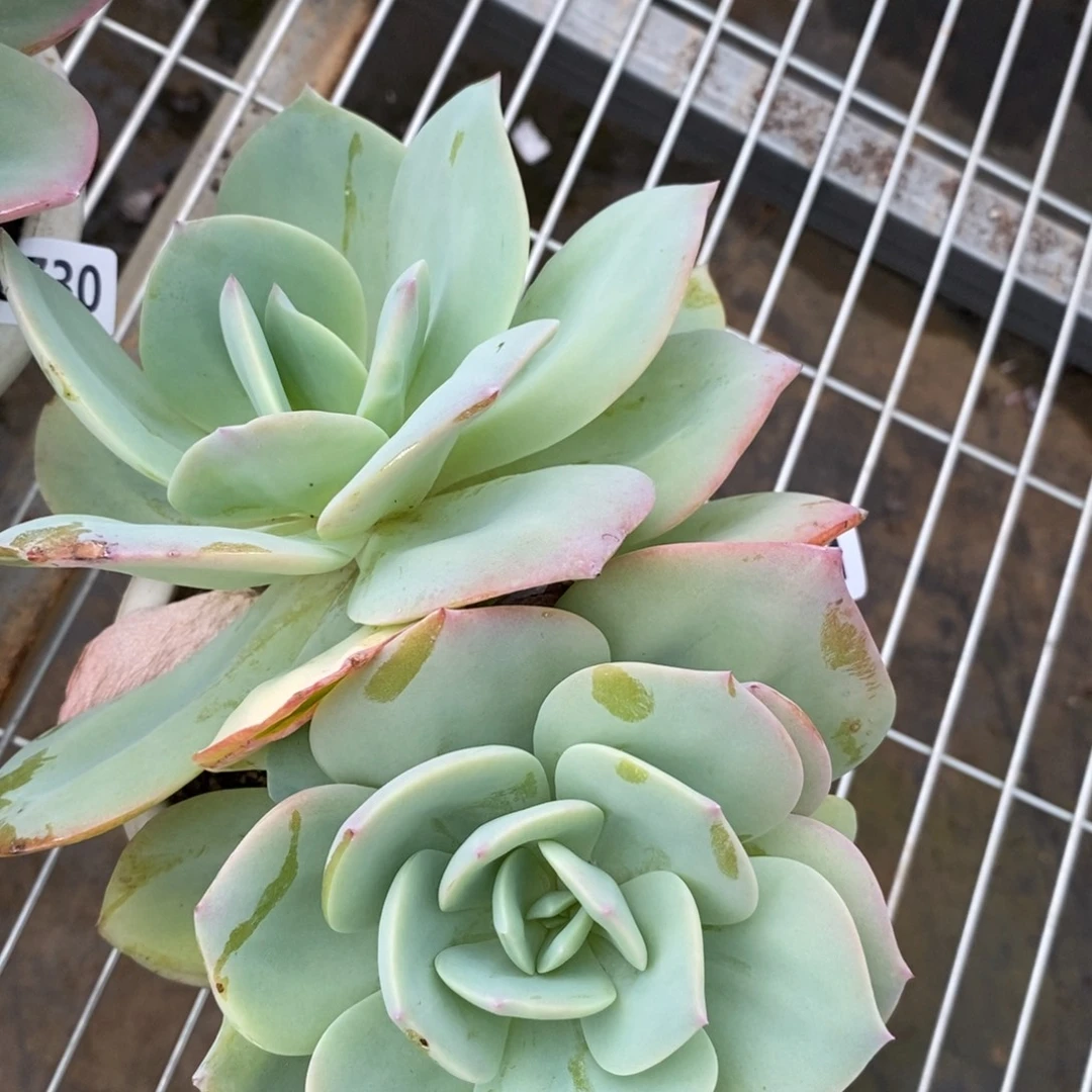 6731白凤一物一拍