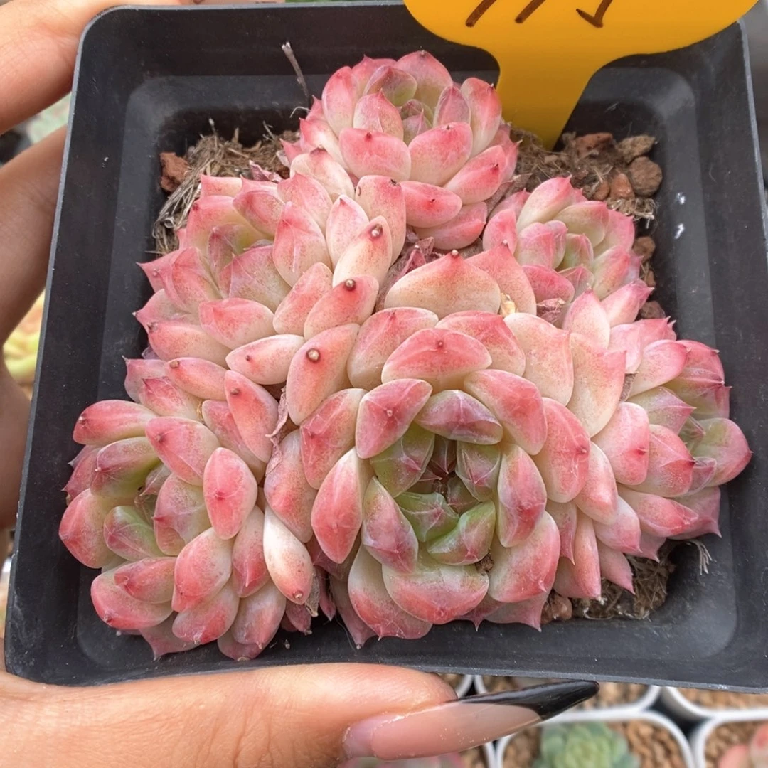糖心粉魄群生995号