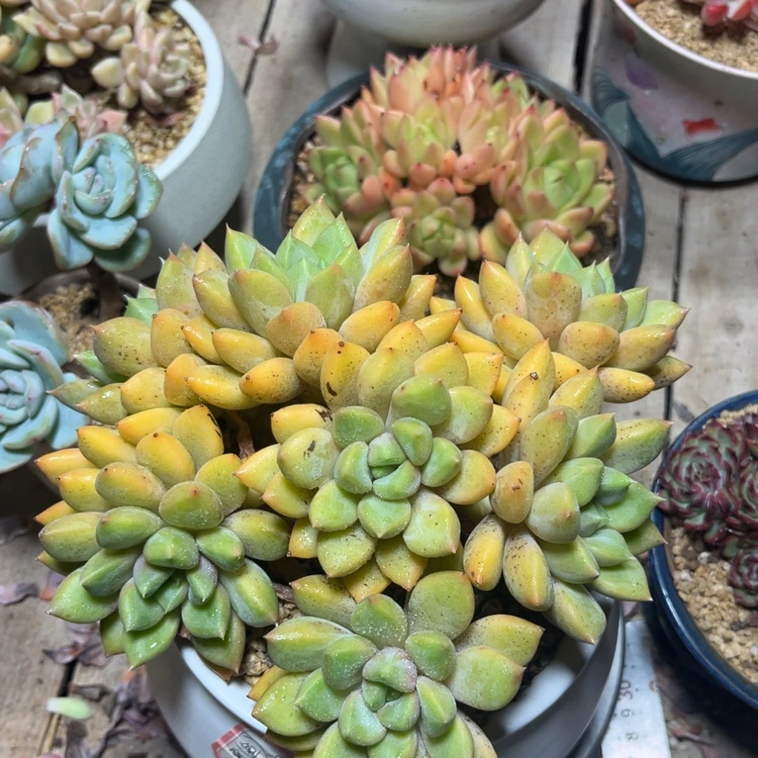 红象牙多肉植物funvjinm