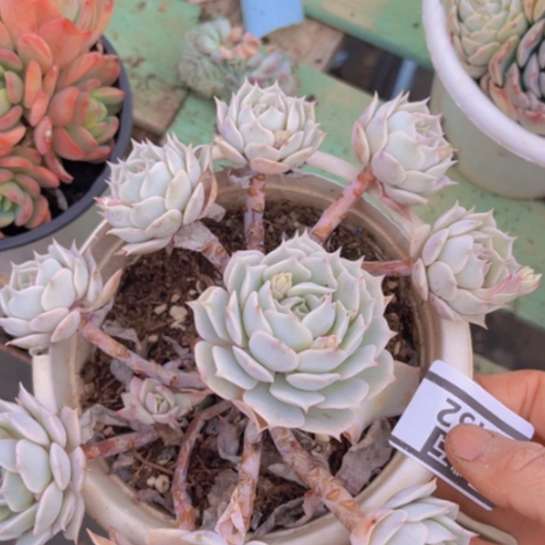 【闪购商品】露娜莲0452