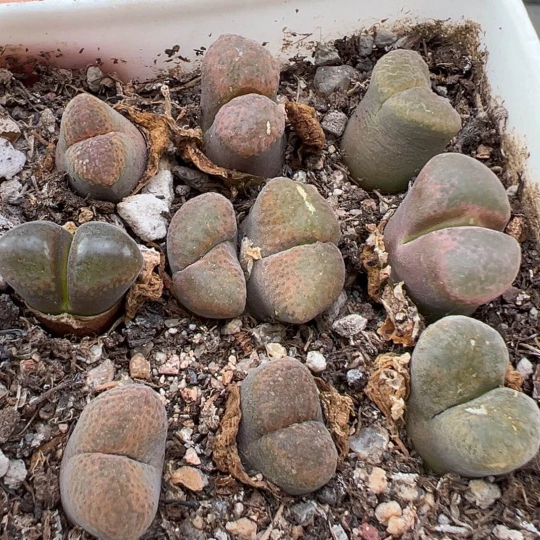 8.4好看的多肉脱土发货950
