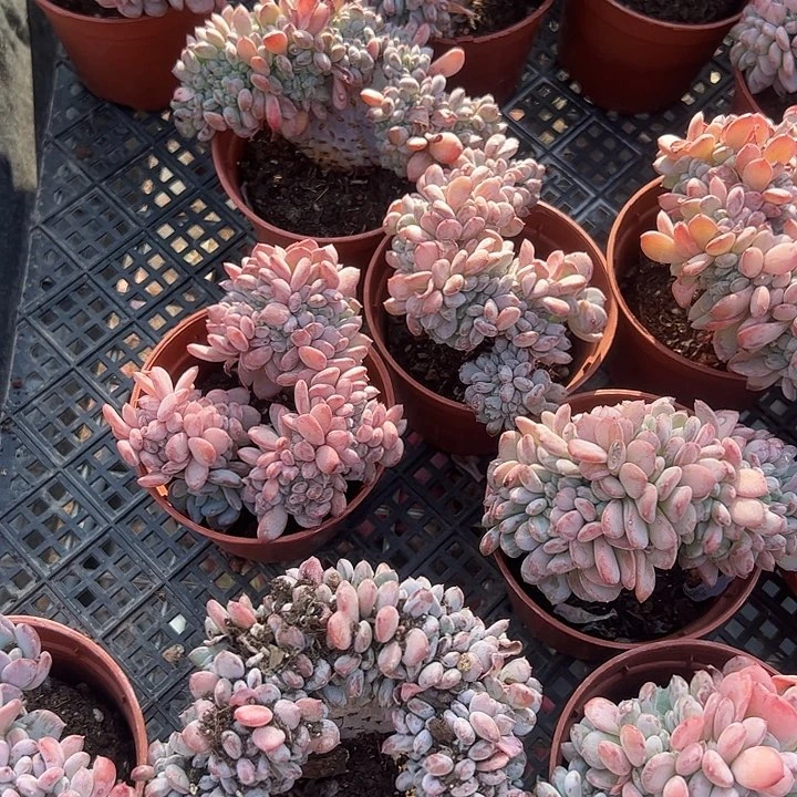 玛瑙板子缀化多肉植物