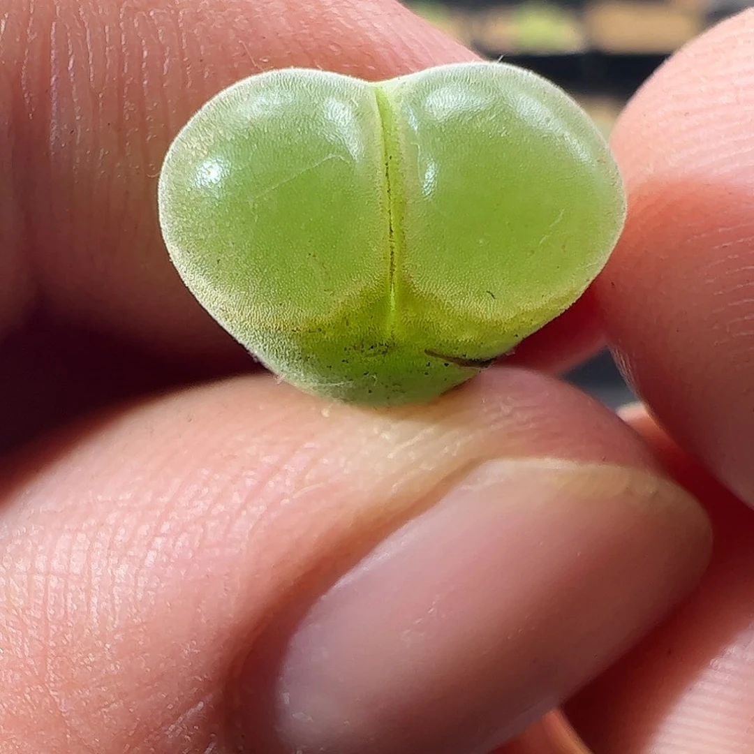 0000682 一物一拍……