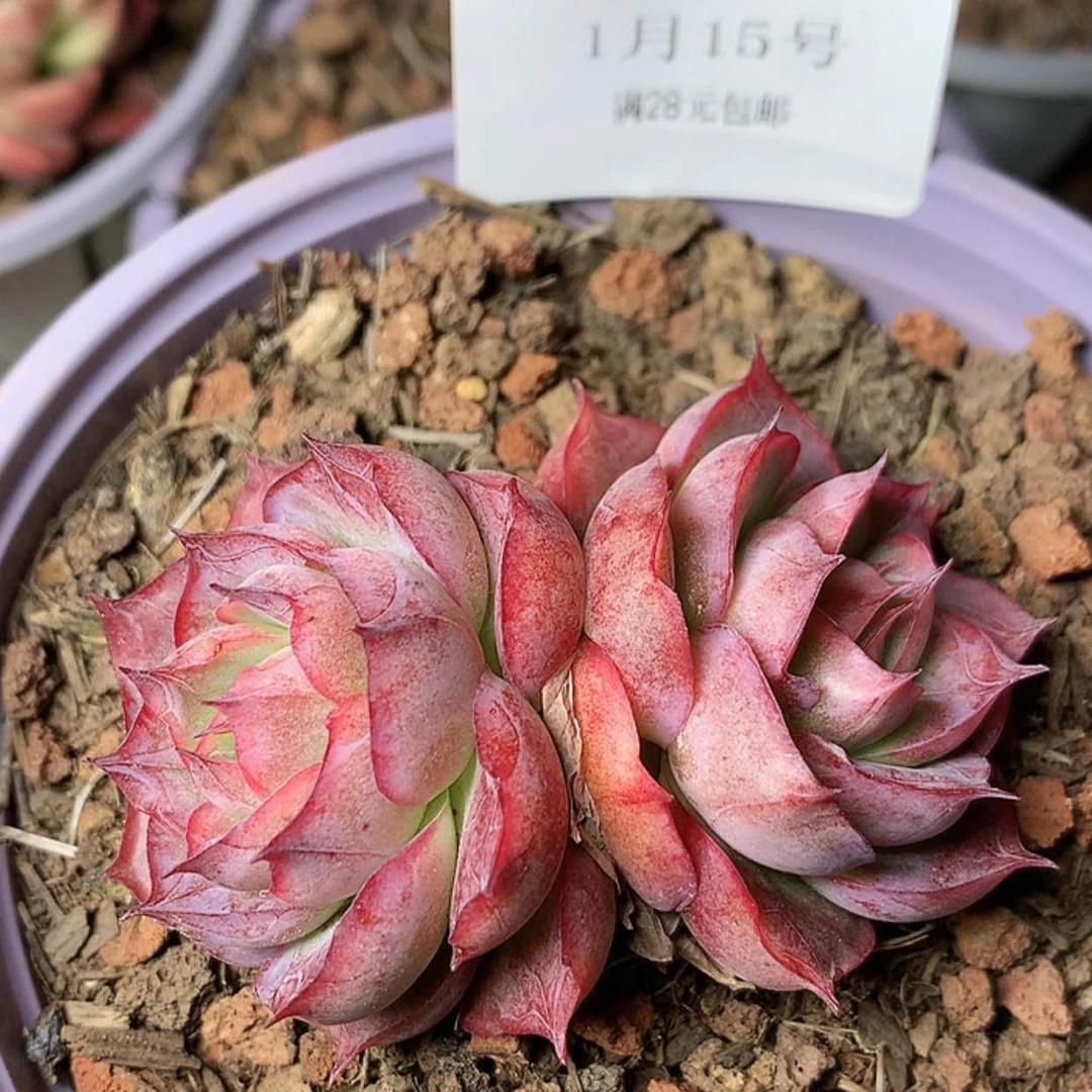 【闪购商品】云714