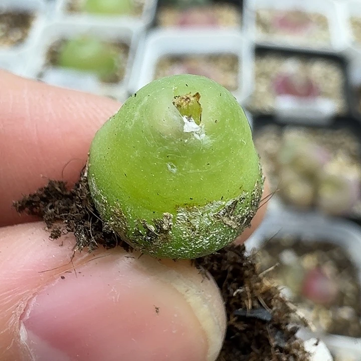 老马生石花大葫芦1861