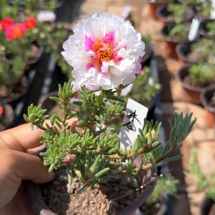 无花朵 冰心 超小苗盆口10cm