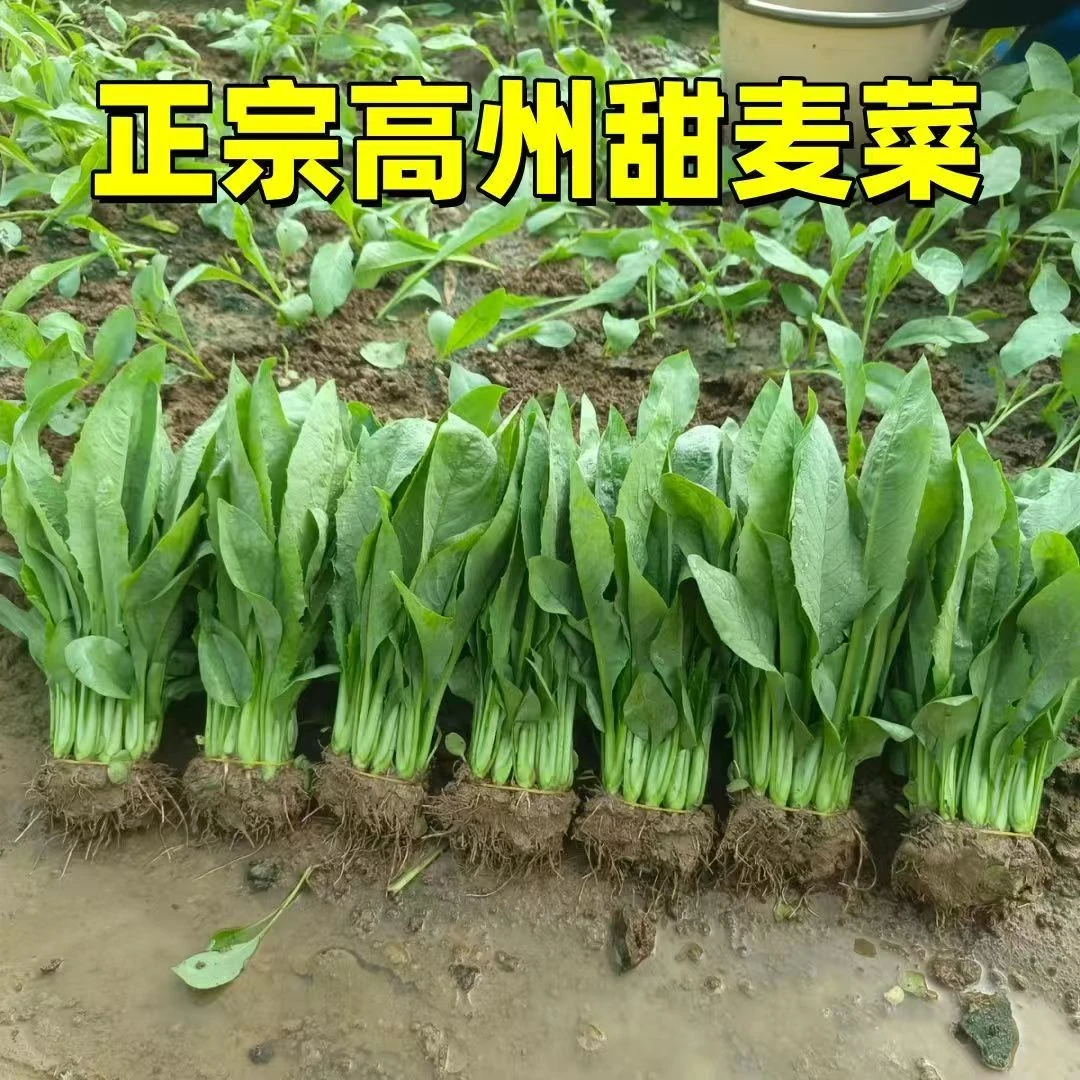 高州甜麦菜秧苗草本种苗四季家庭庭院种植现挖现发带土发货