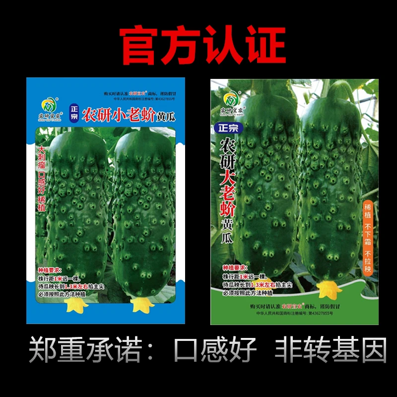 正宗农研小老蚧甜黄瓜丝瓜大老蚧黄瓜种子非转基因山河黄瓜籽蔬菜