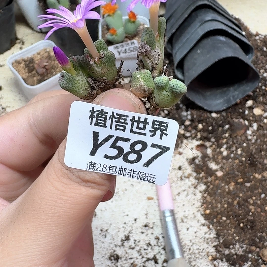 多肉植物的润泽efvb