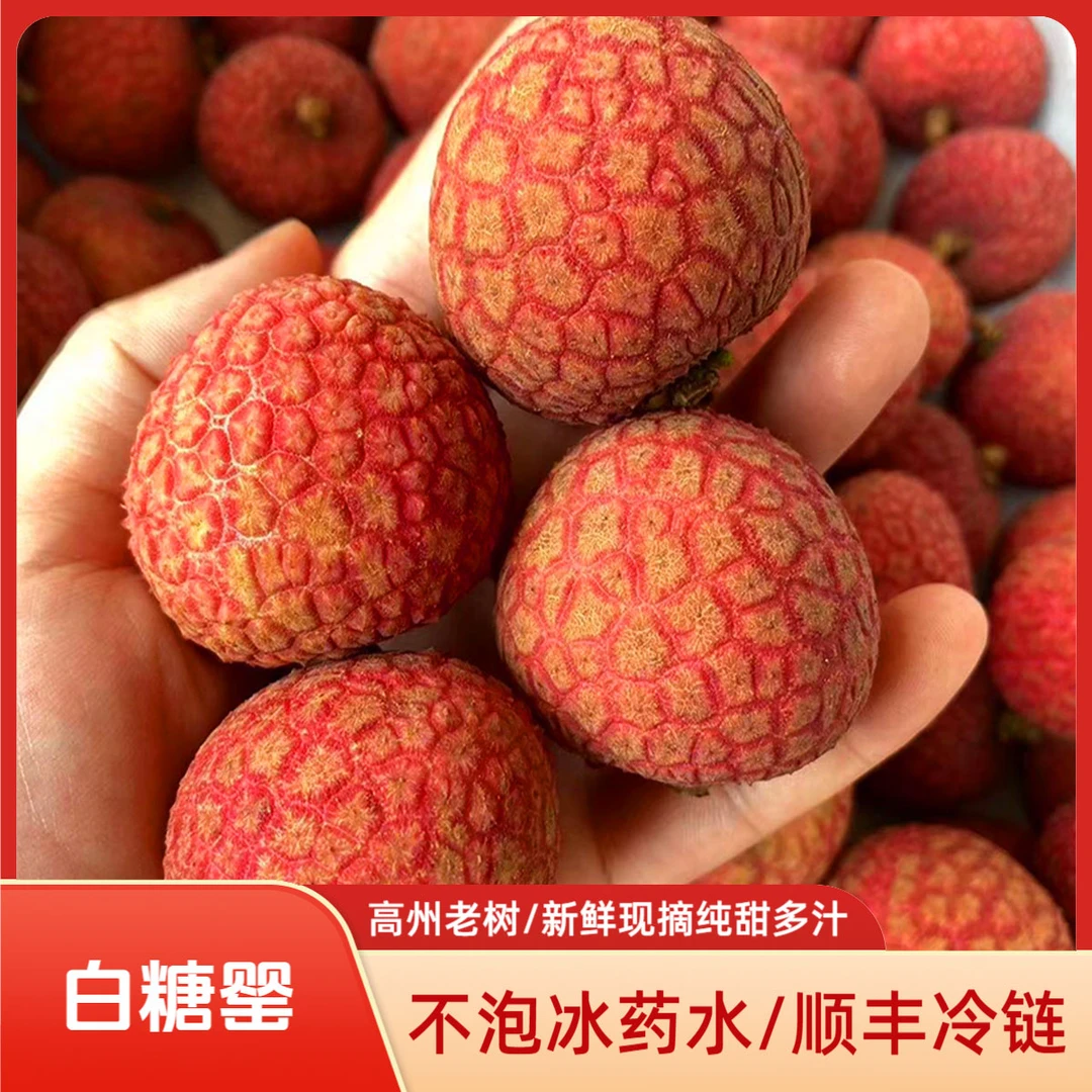 正宗高州白糖罂荔枝新鲜现摘头茬无枝发纯甜不泡水多汁