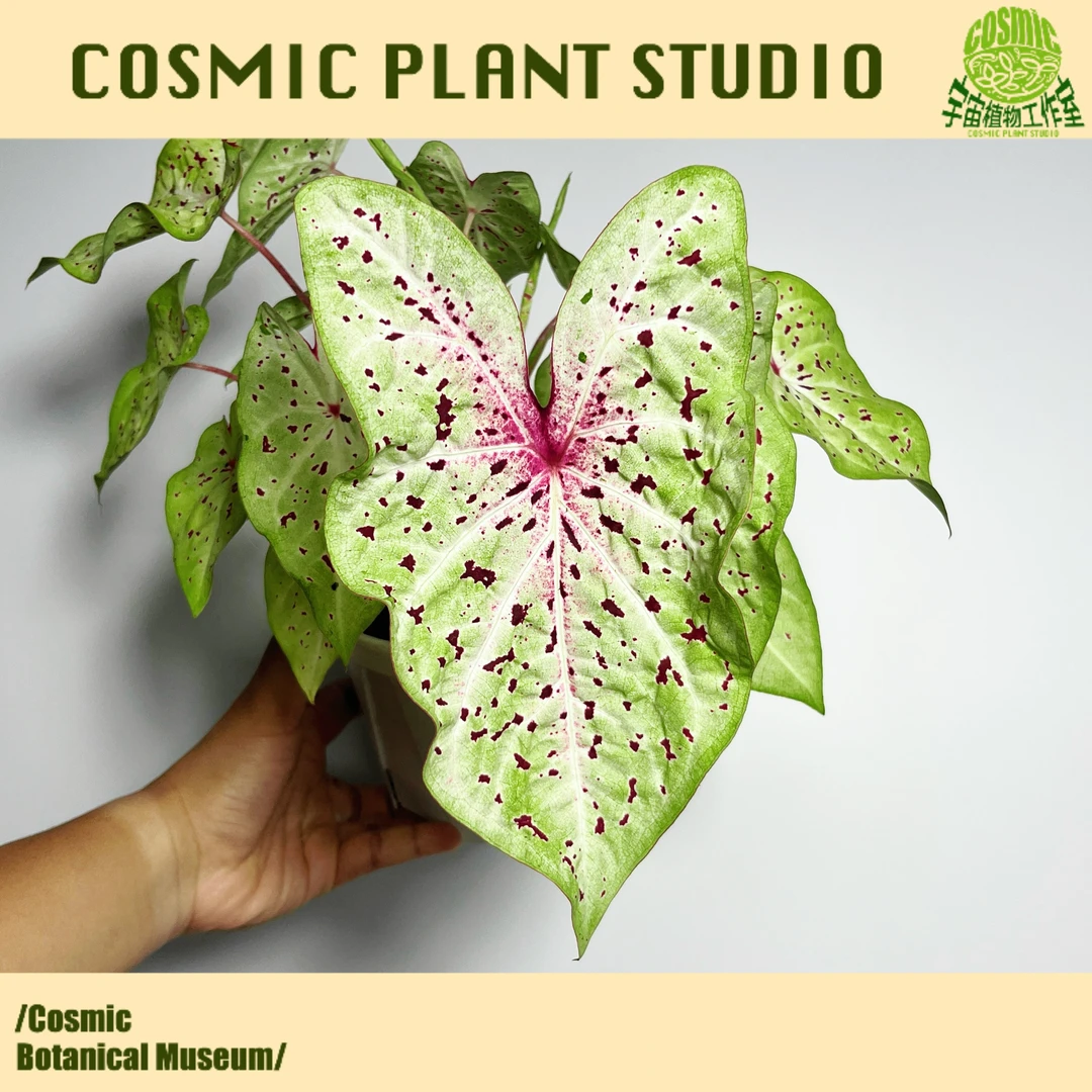 玛菲特 彩叶芋/进口彩叶芋/ins 绿植 网红盆栽 好养易活耐晒阳台