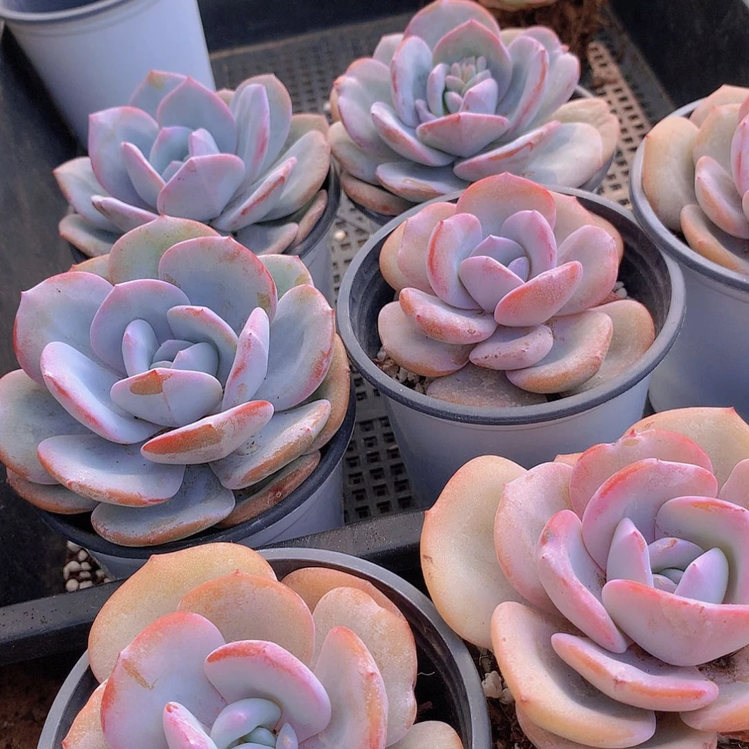 单头韩奶茶345778899999