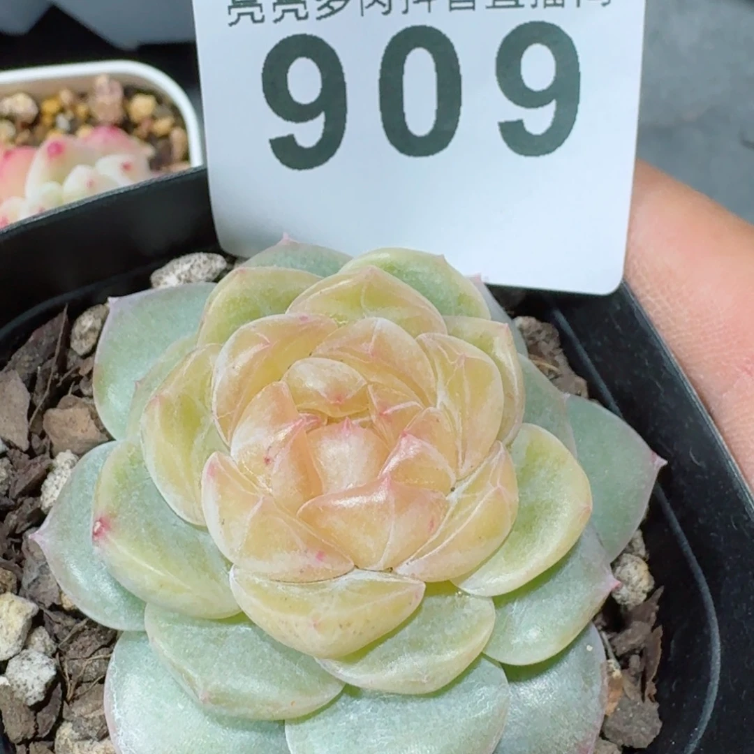 黄桃         精品多肉