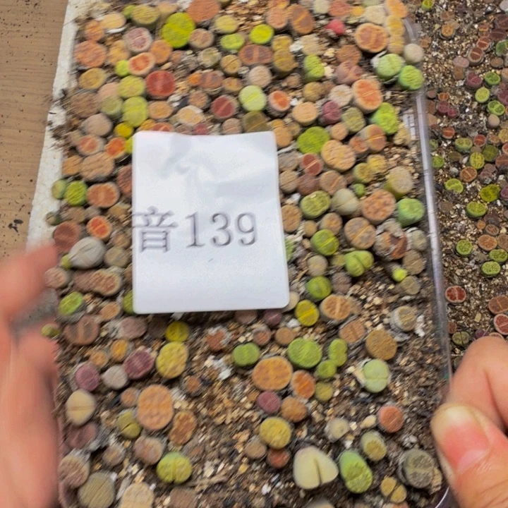 *****多肉植物的生长发育139