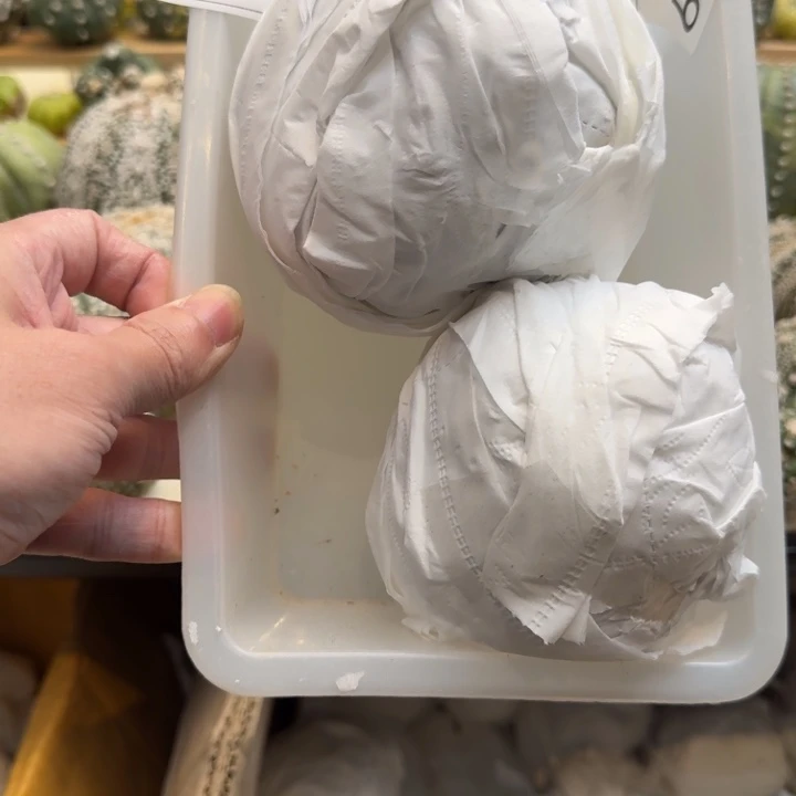 兜星球仙人球947号