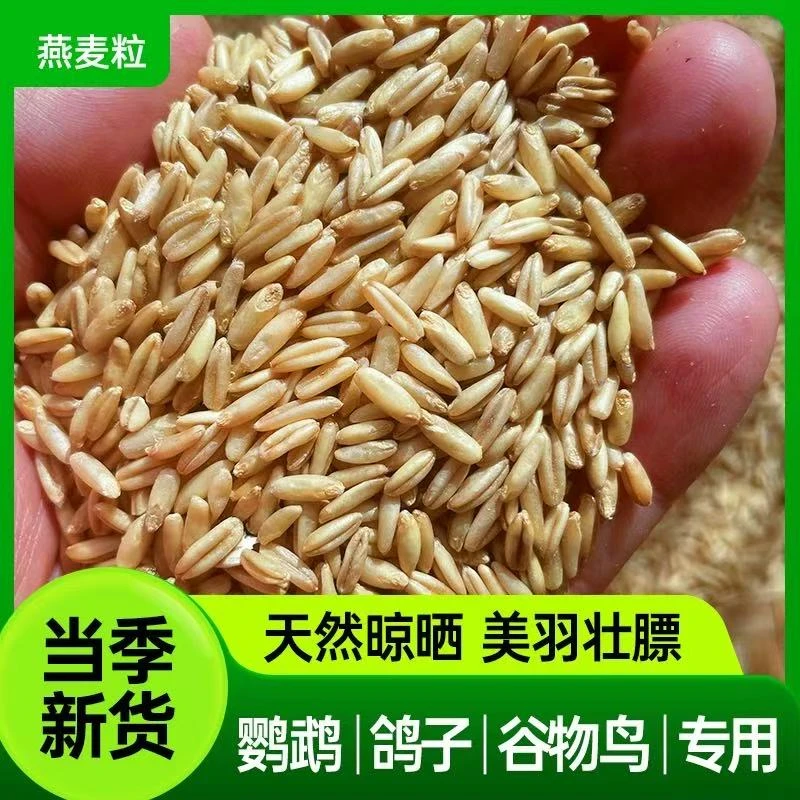新货带壳燕麦新货谷子私聊鹦鹉鸟粮虎皮牡丹玄凤小太阳和尚鹦鹉粮