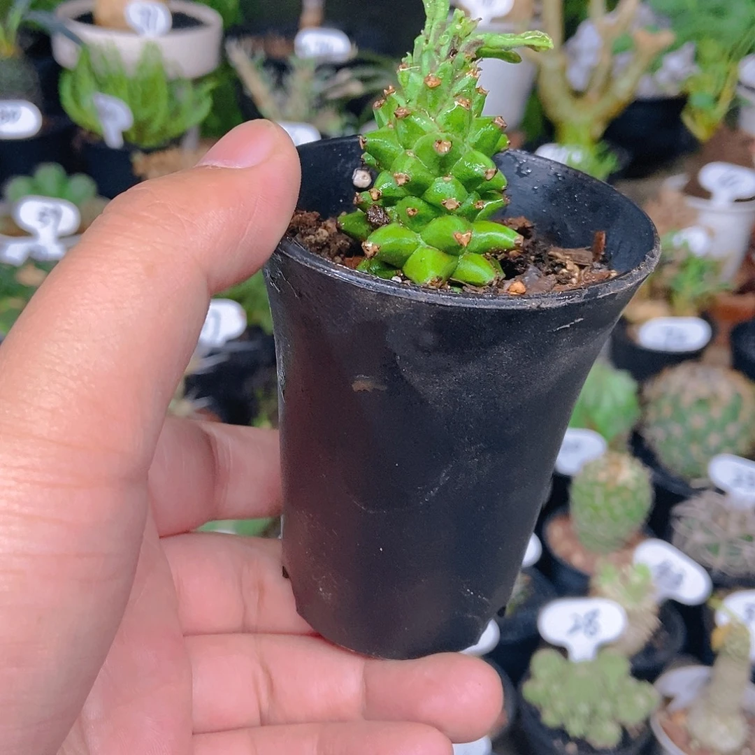 紫云龙一个一物一拍
