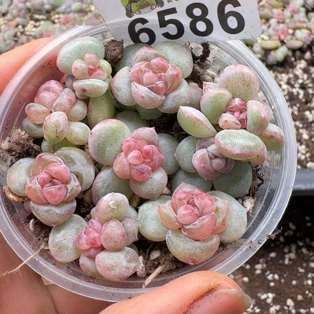 多肉植物多肉植物