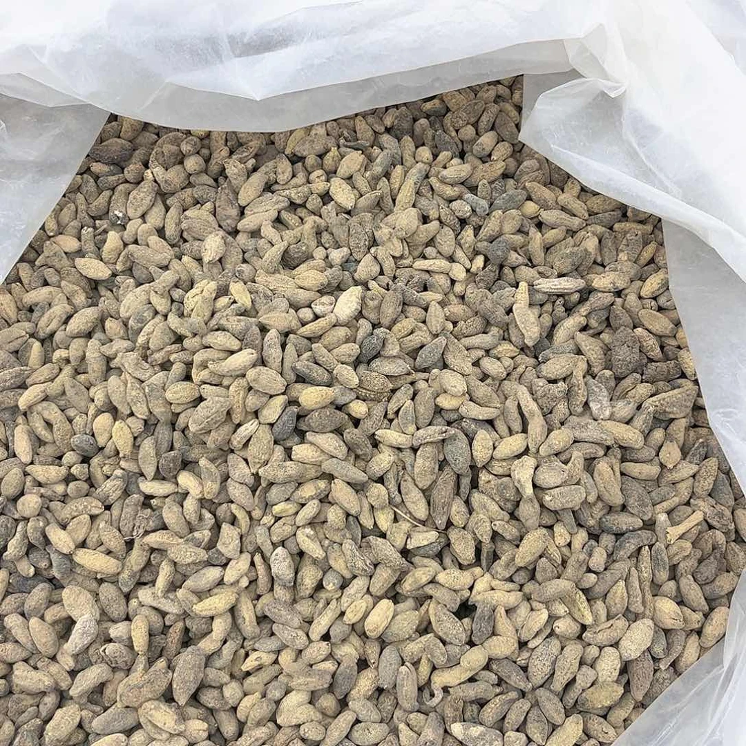 澳大利亚澳洲小黑乌海参1000头一斤